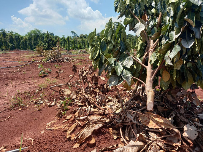 CLIP: Kẻ lạ mặt nhẫn tâm tàn sát 500 gốc cây ăn trái của 1 gia đình nông dân - Ảnh 3.