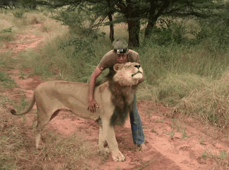 Vừa sinh ra đã bị tách khỏi cha mẹ để tránh bị ăn thịt, sư tử con đến sống với người đàn ông và bắt đầu tình bạn 11 năm kỳ lạ - Ảnh 5.
