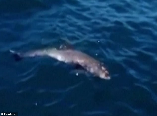 Cá heo con chết trên biển bị tràn dầu, cá heo mẹ vẫn cố đẩy đầu con lên khỏi mặt nước rồi qua đời theo con không lâu sau đó - Ảnh 2.