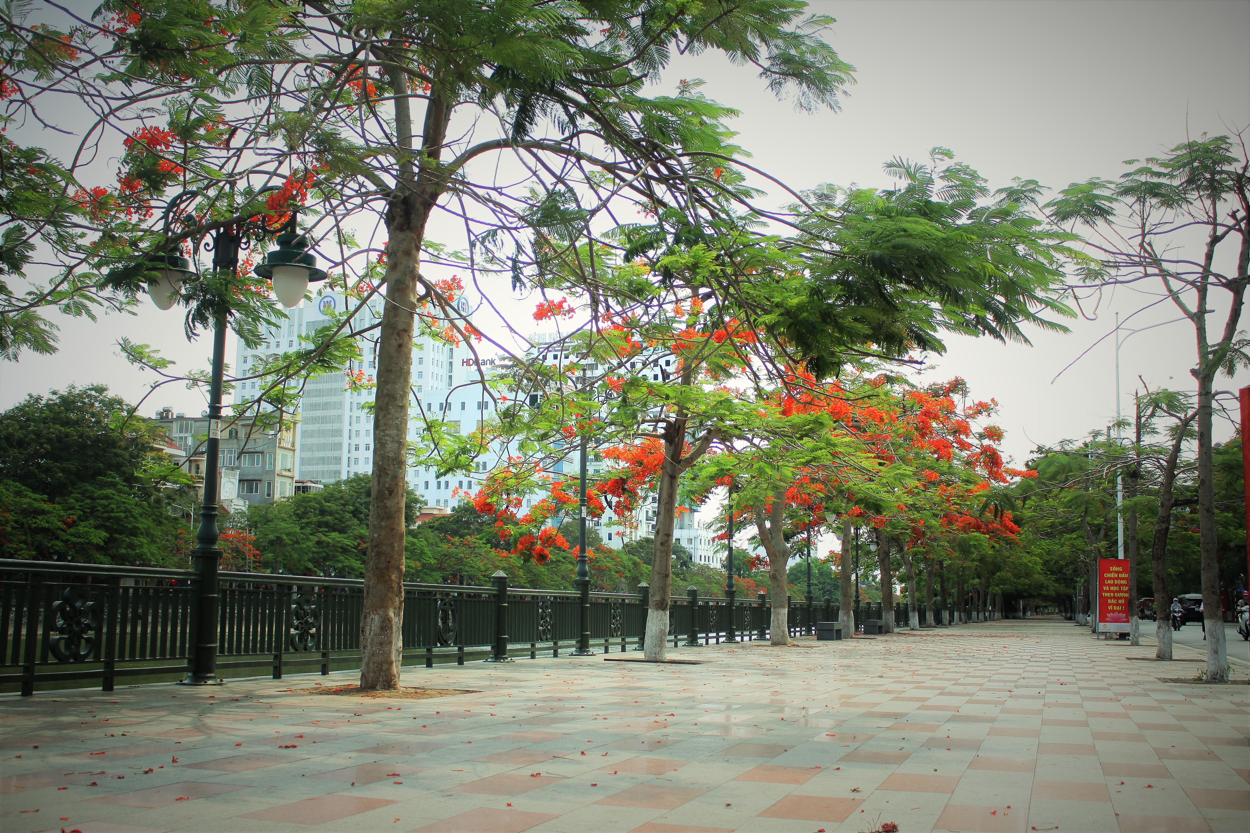 Người dân thành phố hoa phượng đỏ ủng hộ lựa chọn giải pháp bảo đảm an toàn nhưng không “lạm sát” cây xanh - Ảnh 11.