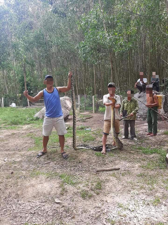 Clip: Trăn 22 kg nuốt nguyên con dê 25 kg ở Quảng Nam - Ảnh 3.