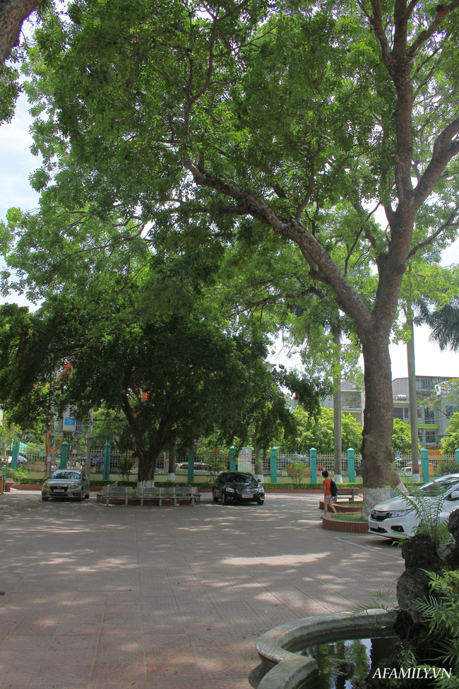 Ngôi trường xanh mướt như 1 khu sinh thái thu nhỏ giữa “thành phố cảng”, nơi thầy trò giữ gìn từng gốc cây, từng tán lá trong sân trường - Ảnh 17.