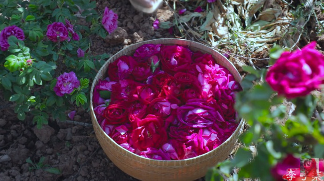 &quot;Tiên nữ đồng quê&quot; Lý Tử Thất mê hoặc hội chị em bằng vườn hồng như chốn cổ tích kèm công thức chế biến tỷ thứ từ loại hoa này - Ảnh 7.