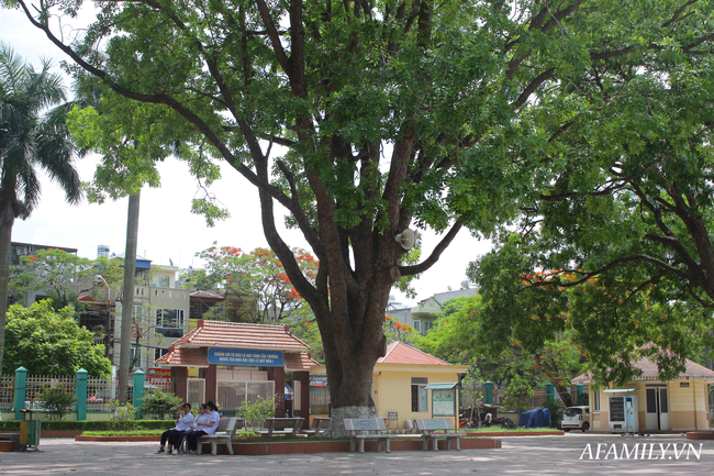 Ngôi trường xanh mướt như 1 khu sinh thái thu nhỏ giữa “thành phố cảng”, nơi thầy trò giữ gìn từng gốc cây, từng tán lá trong sân trường - Ảnh 2.