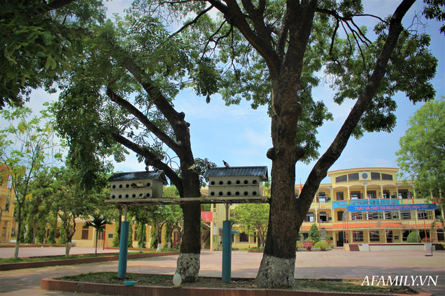 Ngôi trường xanh mướt như 1 khu sinh thái thu nhỏ giữa “thành phố cảng”, nơi thầy trò giữ gìn từng gốc cây, từng tán lá trong sân trường - Ảnh 9.