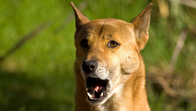 Tưởng đã tuyệt chủng 50 năm, loài chó &quot;biết hát&quot; bất ngờ tái xuất ở New Guinea - Ảnh 3.