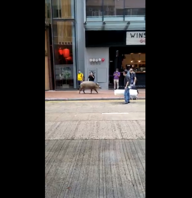 Lợn rừng thơ thẩn dạo bước bên ngoài quán cà phê ở Hong Kong - 2