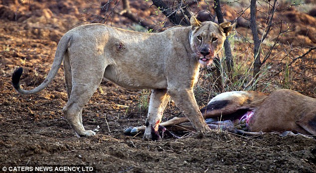 Sư tử cái giết chết linh dương mới biết con mồi đang mang thai và việc làm của nó sau đó với 2 mẹ con khiến ai cũng động lòng - Ảnh 2.