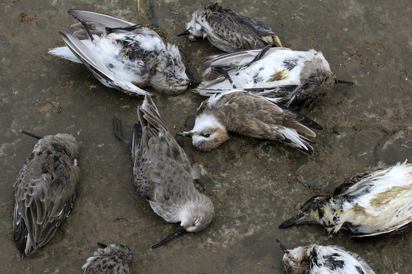 Chuyện rùng rợn về ngôi làng bí ẩn nơi có hàng ngàn con chim bay đến &quot;tự sát&quot;, 100 năm qua vẫn khiến khoa học đau đầu đi tìm lời giải - Ảnh 4.