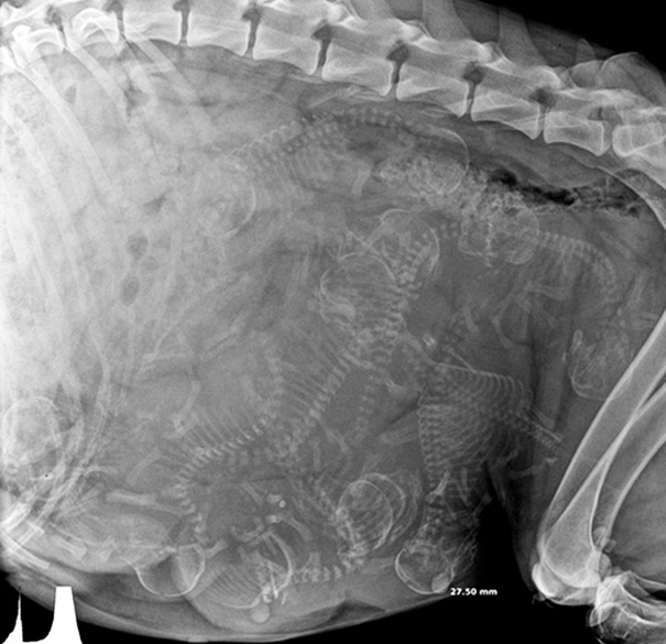 Cận cảnh hình chụp X-quang của một cô mèo đang mang thai và loạt ảnh động vật mang bầu khiến người xem rùng mình nhưng cũng thấy đẹp khó tả - Ảnh 3.