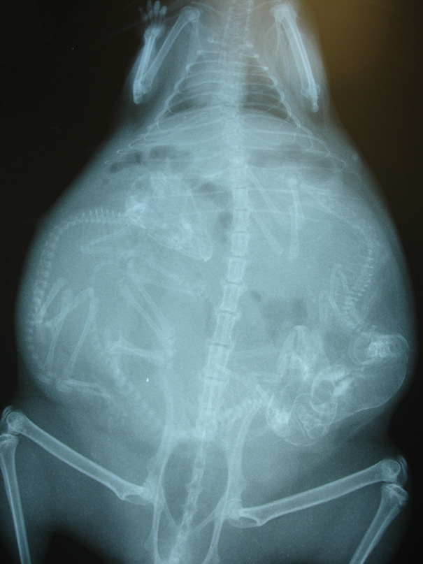 Cận cảnh hình chụp X-quang của một cô mèo đang mang thai và loạt ảnh động vật mang bầu khiến người xem rùng mình nhưng cũng thấy đẹp khó tả - Ảnh 12.