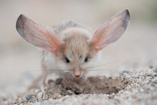 Gặp gỡ giống chuột kỳ lạ trông như kết quả mối tình sai trái giữa lợn, thỏ và kangaroo - Ảnh 4.