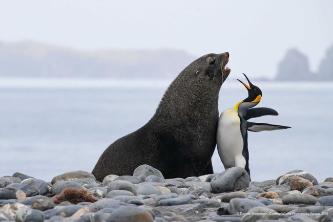 Chim cánh cụt với hàng lông mày trắng độc đáo tưởng là giống loài mới nhưng hình thành nên nét chấm phá này lại là câu chuyện buồn - Ảnh 10.