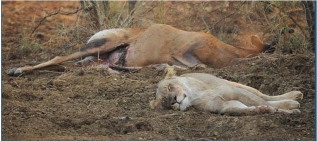 Sư tử cái giết chết linh dương mới biết con mồi đang mang thai và việc làm của nó sau đó với 2 mẹ con khiến ai cũng động lòng - Ảnh 3.
