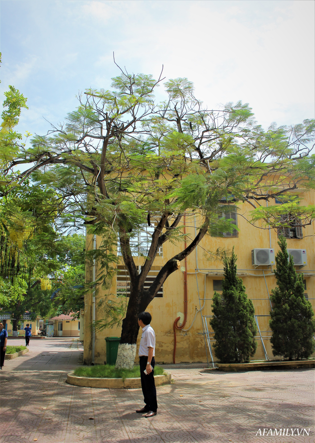 Ngôi trường xanh mướt như 1 khu sinh thái thu nhỏ giữa “thành phố cảng”, nơi thầy trò giữ gìn từng gốc cây, từng tán lá trong sân trường - Ảnh 12.