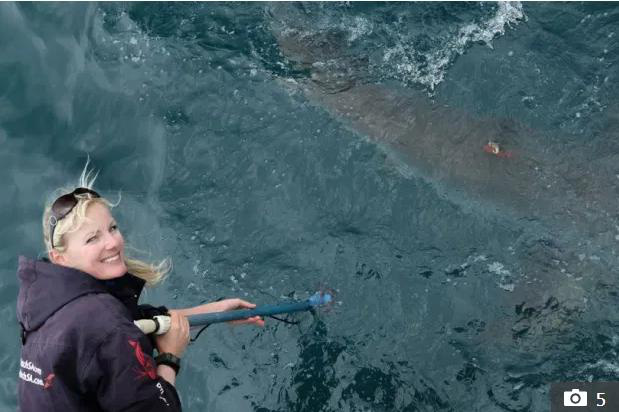 Cá voi sát thủ giết cá mập trắng lớn để ăn gan, tim và tinh hoàn - Ảnh 2.