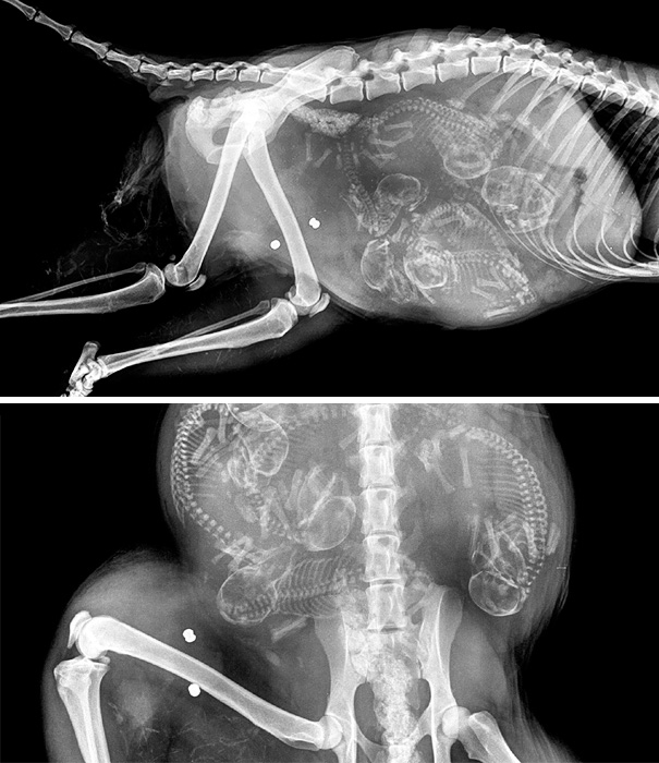 Cận cảnh hình chụp X-quang của một cô mèo đang mang thai và loạt ảnh động vật mang bầu khiến người xem rùng mình nhưng cũng thấy đẹp khó tả - Ảnh 9.