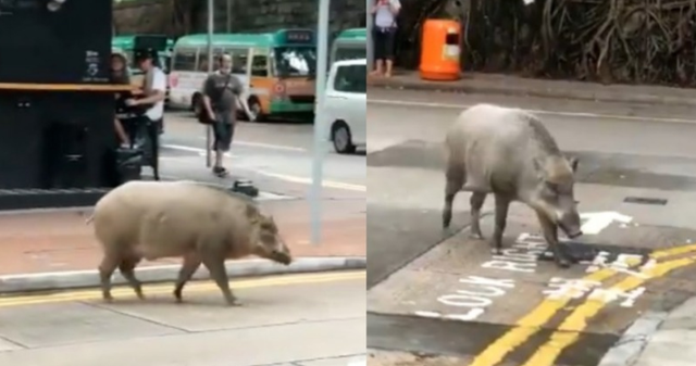 Lợn rừng thơ thẩn dạo bước bên ngoài quán cà phê ở Hong Kong - 1