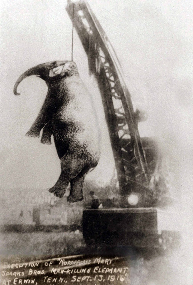 Bức hình như tranh vẽ nhưng sự thật là ảnh chụp và phía sau đó là câu chuyện con voi bất hạnh nhất trong lịch sử khiến nhiều người rơi lệ - Ảnh 4.