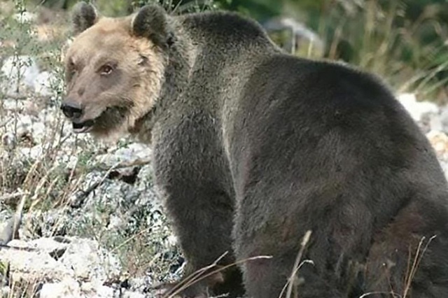 Con gấu bị truy lùng gắt gao nhất châu Âu: Bậc thầy đào tẩu, hàng rào điện cũng vô dụng - 1