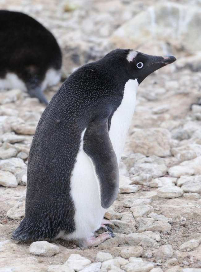 Chim cánh cụt với hàng lông mày trắng độc đáo tưởng là giống loài mới nhưng hình thành nên nét chấm phá này lại là câu chuyện buồn - Ảnh 2.