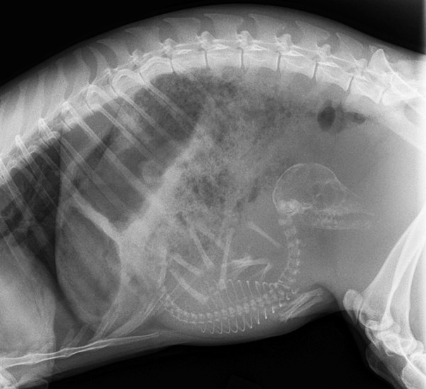 Cận cảnh hình chụp X-quang của một cô mèo đang mang thai và loạt ảnh động vật mang bầu khiến người xem rùng mình nhưng cũng thấy đẹp khó tả - Ảnh 8.