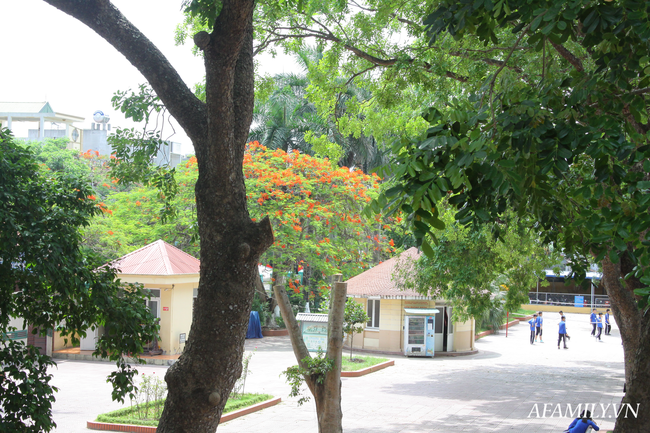 Ngôi trường xanh mướt như 1 khu sinh thái thu nhỏ giữa “thành phố cảng”, nơi thầy trò giữ gìn từng gốc cây, từng tán lá trong sân trường - Ảnh 3.