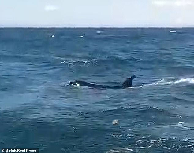 Cá voi sát thủ bao vây, tấn công dữ dội tàu thuyền ở Tây Ban Nha - Ảnh 3.
