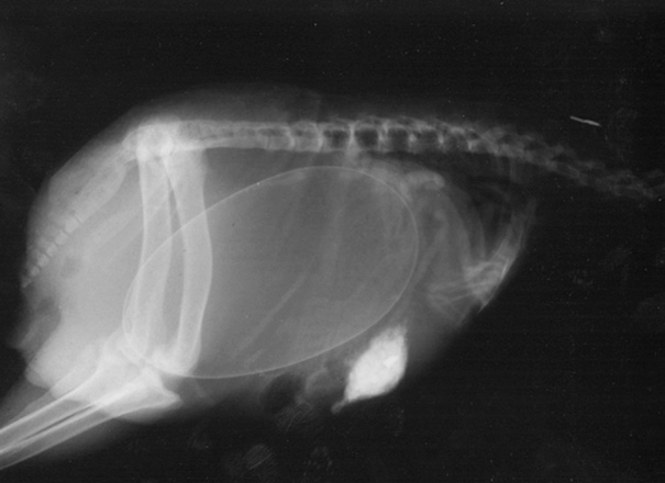 Cận cảnh hình chụp X-quang của một cô mèo đang mang thai và loạt ảnh động vật mang bầu khiến người xem rùng mình nhưng cũng thấy đẹp khó tả - Ảnh 5.